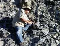 Trilobites being collected in the Wheeler Shale.
